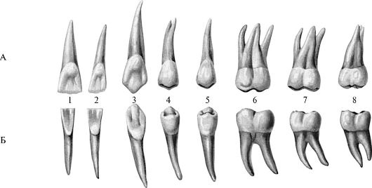 Рис. 218. Постоянные зубы верхней и нижней челюстей (правые)