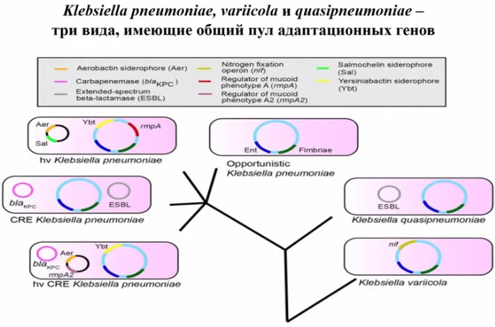 Klebsiella pneumoniae, variicola и quasipneumoniae - три вида, имеющие общий пул адаптационных генов