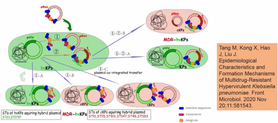 Эволюционные пути образования гибридных плазмид и клонов MDR-hv К. pneumoniae