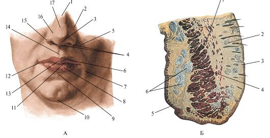 Губы и кожные покровы лица (А) и верхняя губа на разрезе (Б)