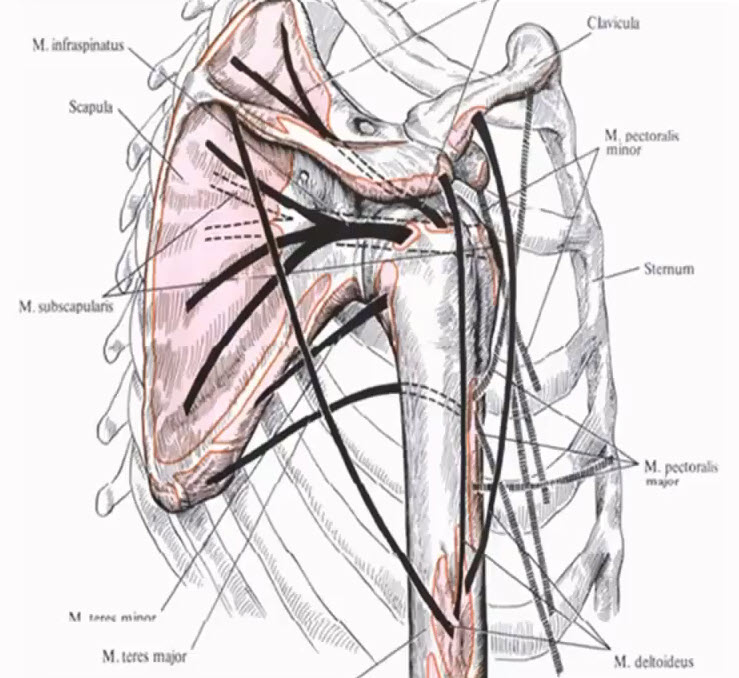 Схема мышц, располагающихся в области плечевого сустава