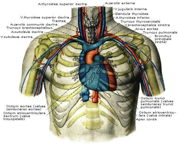 Топографическая проекция сердца на переднюю стенку грудной клетки