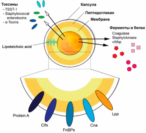 Основные факторы вирулентности Staphylococcus aureus