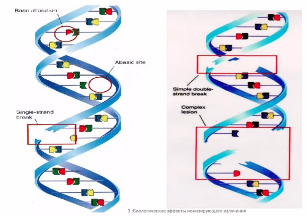 Результаты воздействия ионизирующего облучения на субклеточные структуры (ДНК)