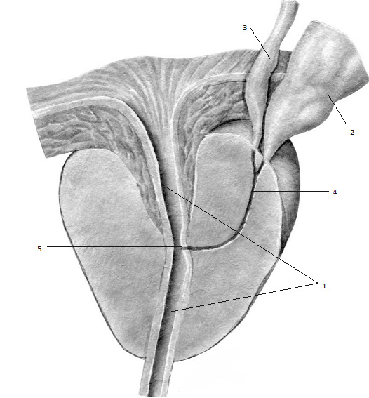  Схематическое изображение предстательной железы