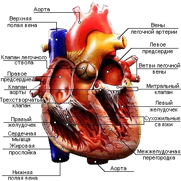 Почему символ сердца ♥ выглядит именно так?