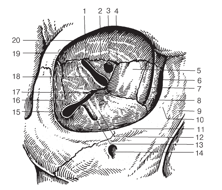 Рис. 6. Анатомические образования у вершины правой глазницы (полусхематично)