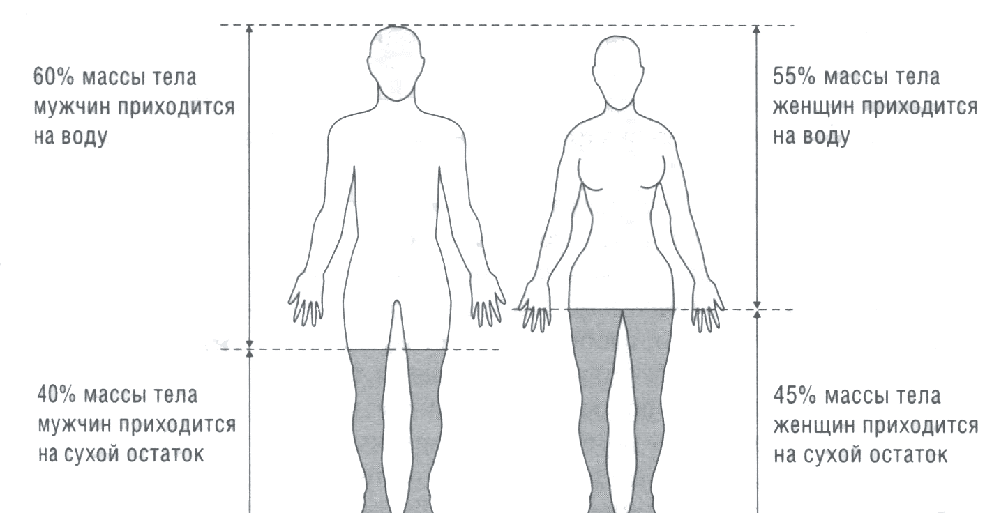 Рис. 6. Содержание воды в общей массе тела в организме мужчин (слева) и женщин (справа)