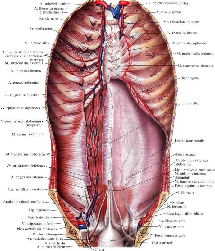 Рис. 6. Внутренняя грудная артерия и ее ветви