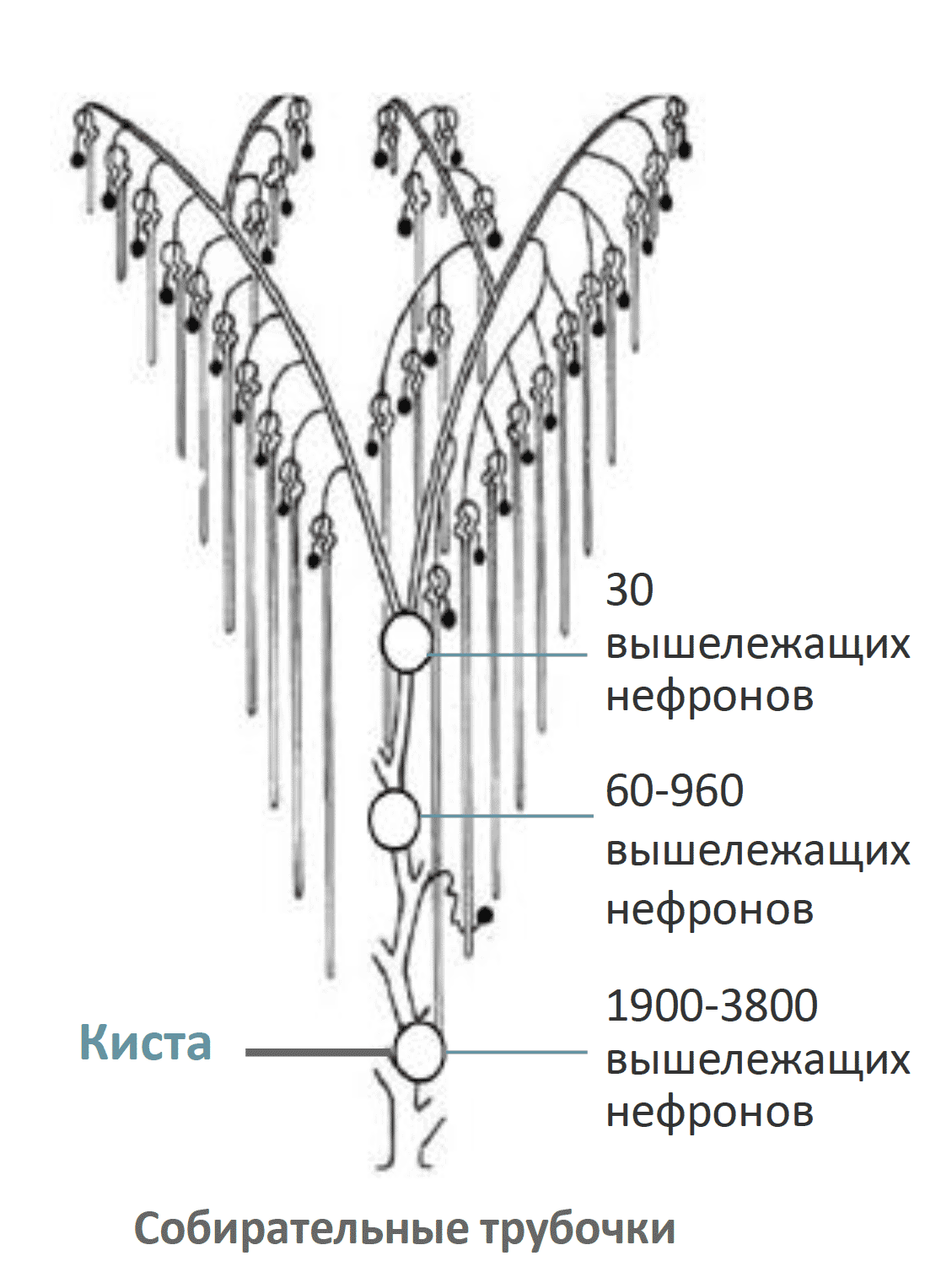 Медуллярные кисты повреждают большее количество нефронов, чем кортикальные