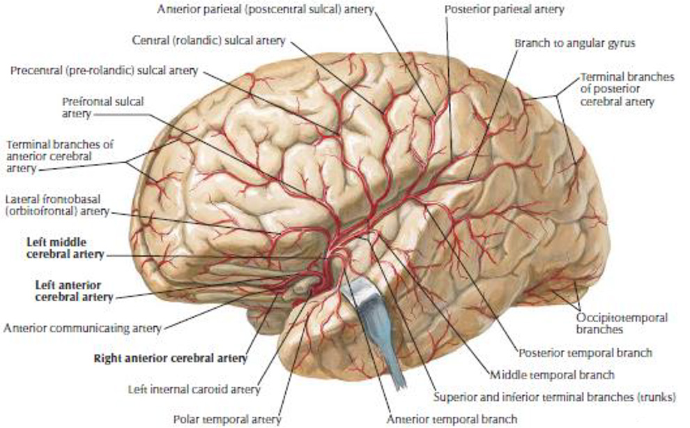 Кровоснабжение головного мозга