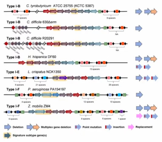 Природные системы CRISPR-Cas, используемые для редактирования генома у разных видов