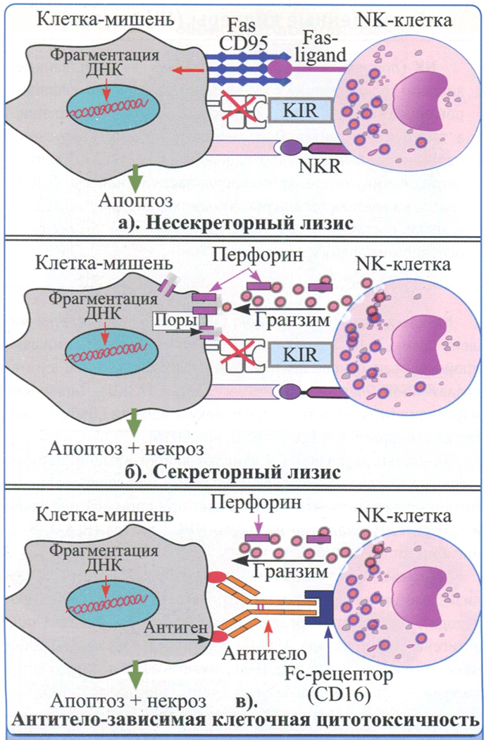  Действие NK-клеток на клетки-мишени