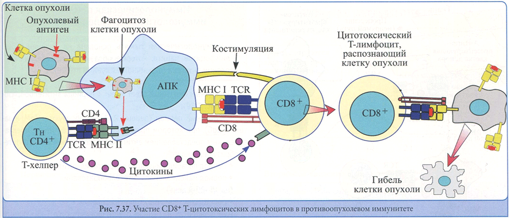 Участие CD8+ Т-цитотоксических лимфоцитов в противоопухолевом иммунитете