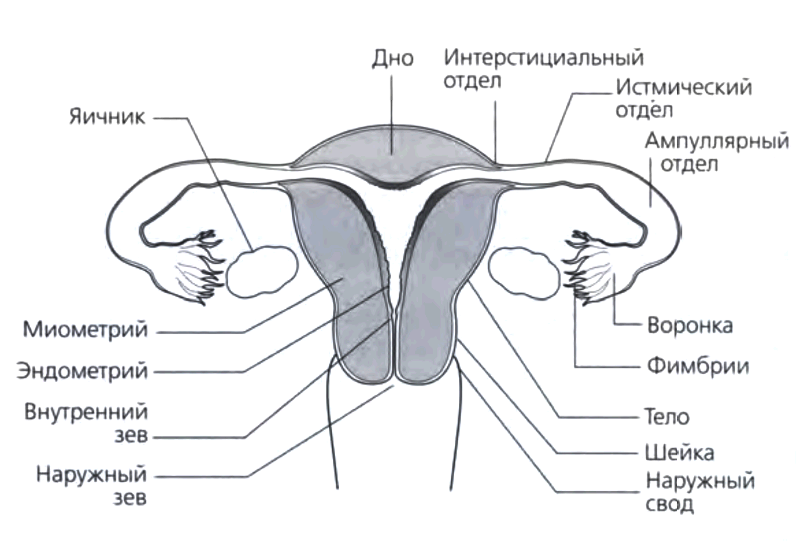 Рис. 7.1. Анатомия тазовых органов