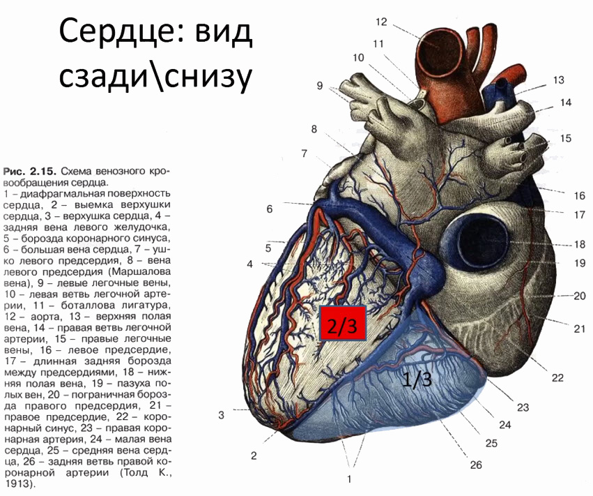Схема венозного кровообращения сердца