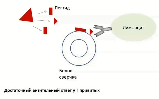 Принцип устройства пептидной вакцины новосибирского Вектора (ЭпиВакКорона)