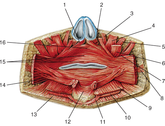 Рис. 76. Мышцы, окружающие ротовую щель, вид изнутри