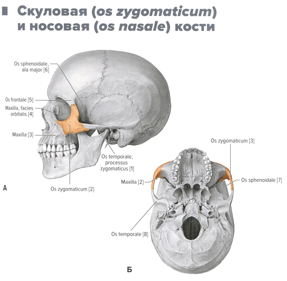 Скуловая кость черепа Скуловая кость черепа