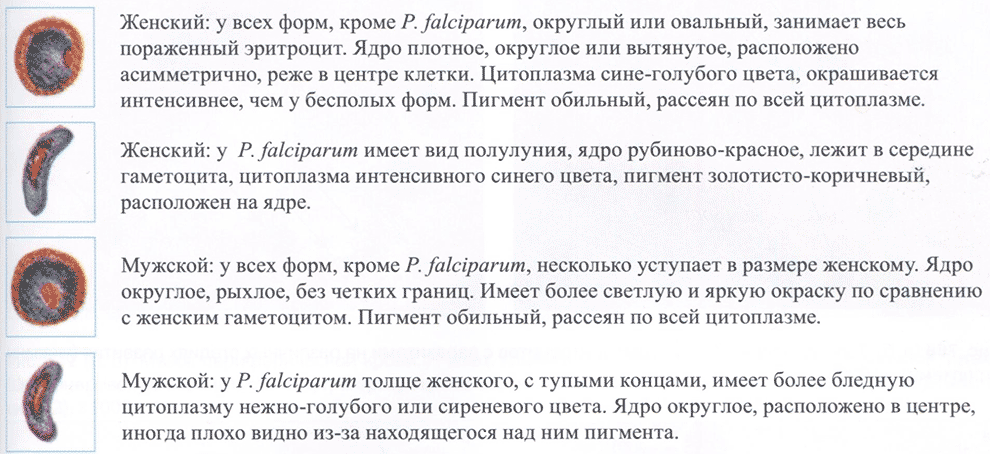Гаметоциты