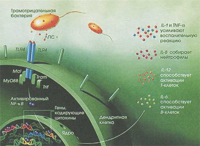 Распознавание бактериальных липополисахаридов и индукция про- воспалительных цитокинов