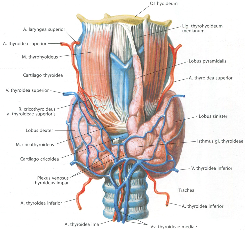Рис. 246. Щитовидная железа, gl. thyroidea. Вид спереди
