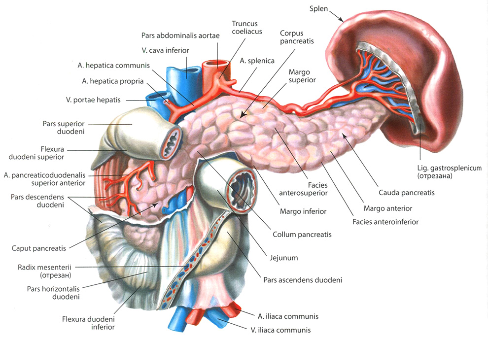  Поджелудочная железа, pancreas; двенадцатиперстная кишка, duodenum, и селезенка, splen. Вид спереди