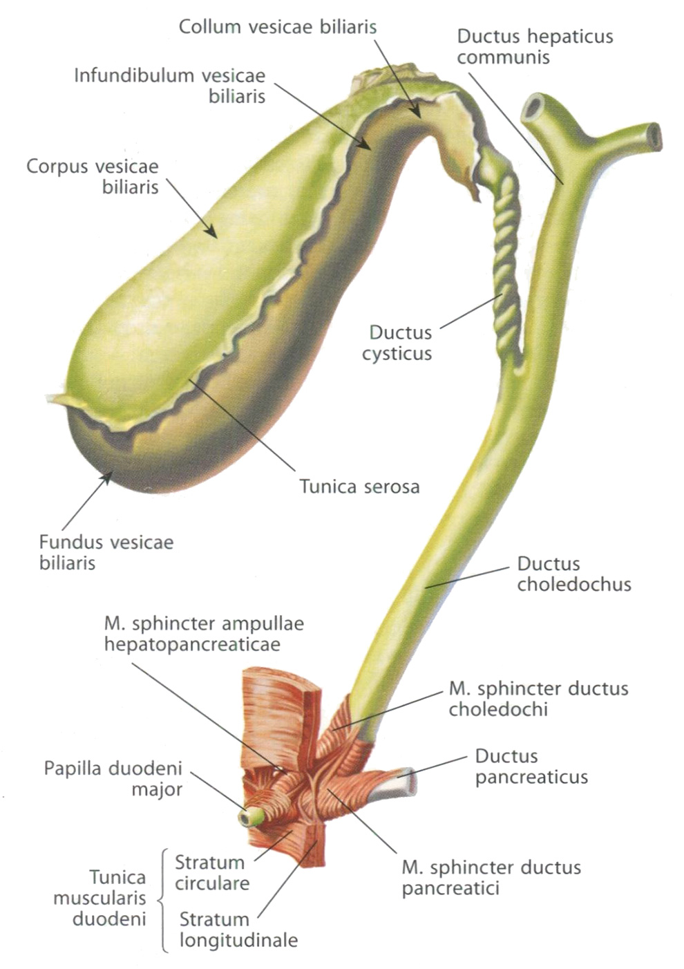 Желчный пузырь, vesica biliaris, и желчные протоки. Вид спереди Желчный пузырь, vesica biliaris, и желчные протоки. Вид спереди