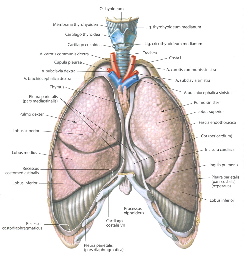 Рис. 150. Легкие, pulmones. Вид спереди. Передние отделы грудной клетки и плевры удалены Рис. 150. Легкие, pulmones. Вид спереди. Передние отделы грудной клетки и плевры удалены