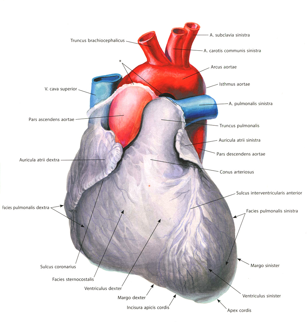 Сердце, соr. Грудино-реберная поверхность. Серозный перикард удален у места перехода в него эпикарда Сердце, соr. Грудино-реберная поверхность. Серозный перикард удален у места перехода в него эпикарда