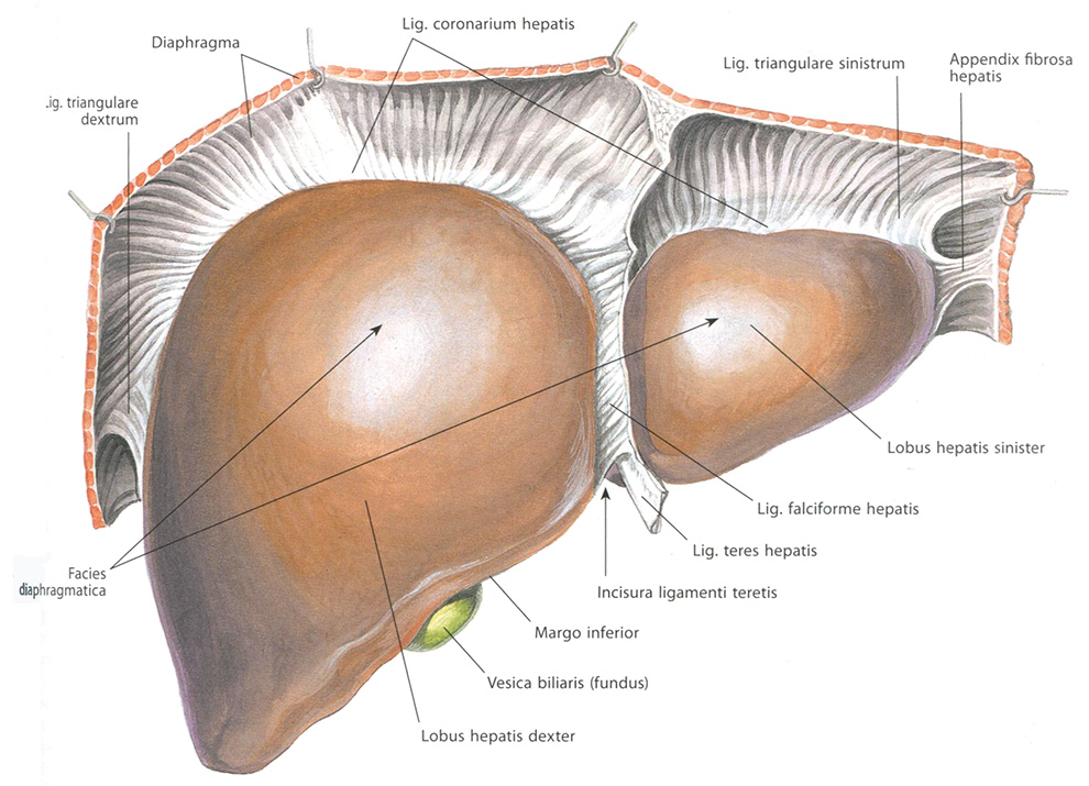 Печень, hepar. Передняя часть диафрагмальной поверхности