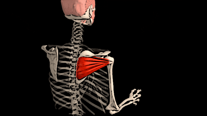 Подостная мышца осуществляет наружную ротацию плеча 