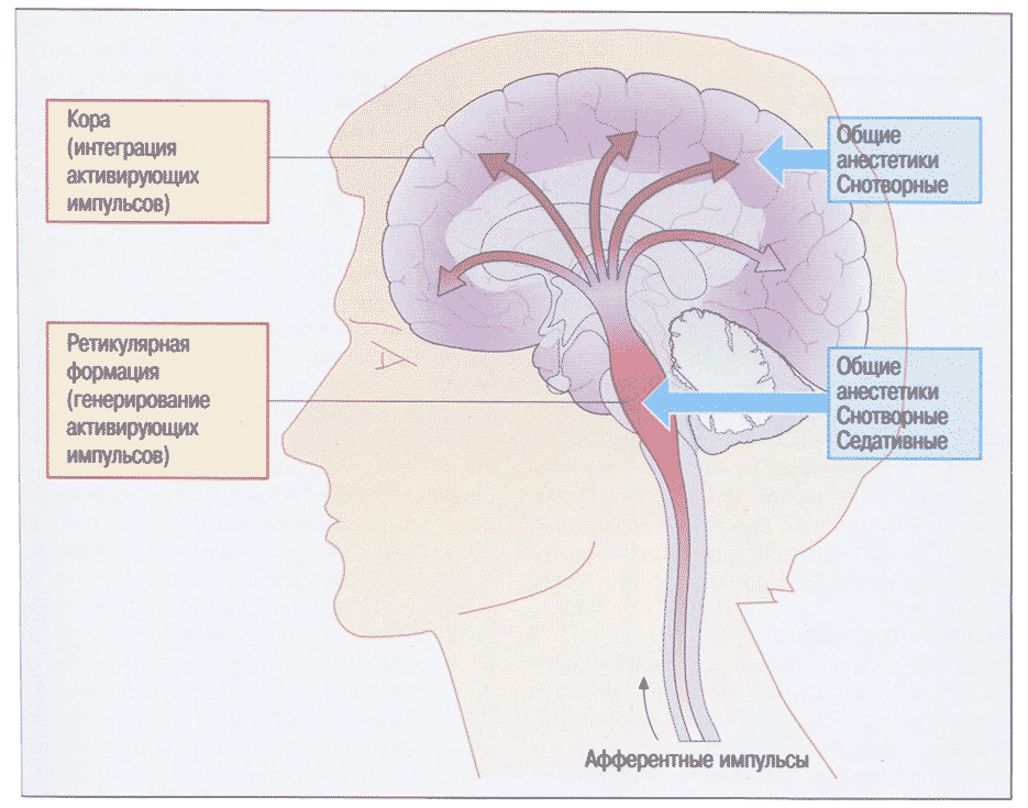 Действие анестезии: сон.