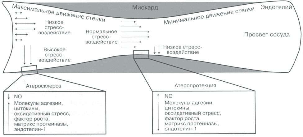 Механизмы, ответственные за атеропротективный эффект туннельного сегмента коронарной артерии