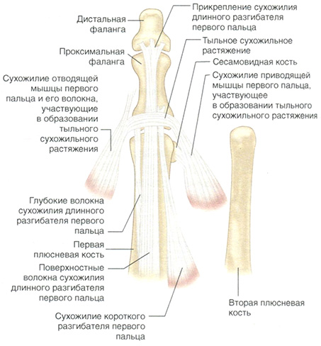 Кости и связки первого пальца