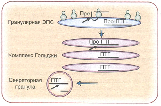 Процессинг пре-пропаратиреоидного гормона (пре-про-ПТГ) в клетке Процессинг пре-пропаратиреоидного гормона (пре-про-ПТГ) в клетке