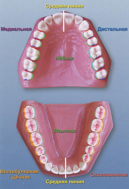 Рис. 1 Пять поверхностей зубов