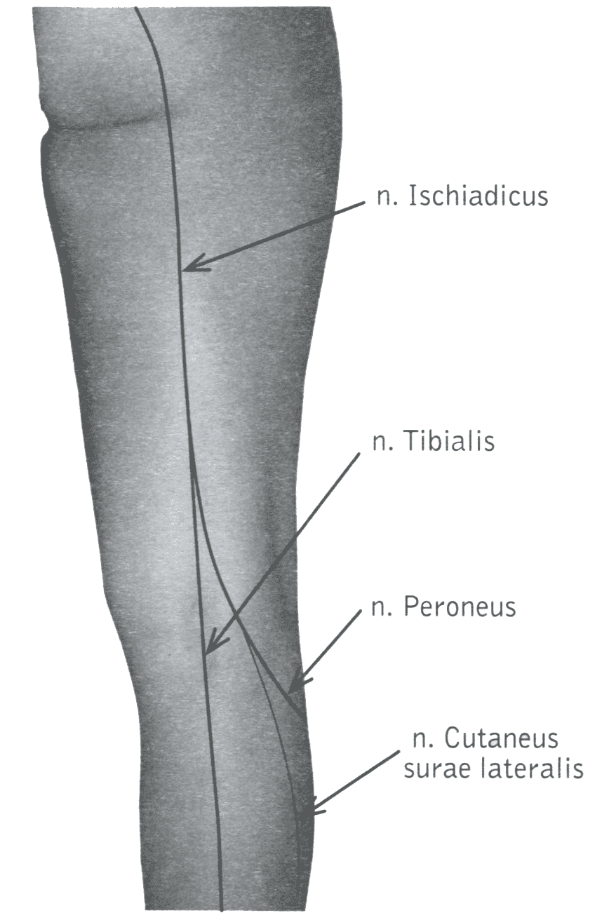 Схема седалищного, малоберцового и большеберцового нервов