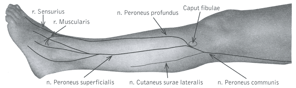 Схема поверхностного и глубокого малоберцовых нервов