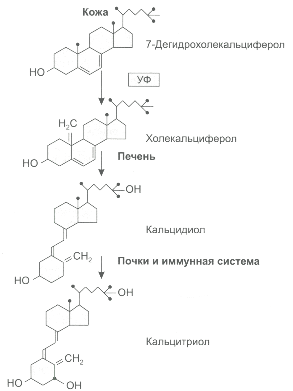 Рис. 13. Образование активного витамина D в организме Рис. 13. Образование активного витамина D в организме