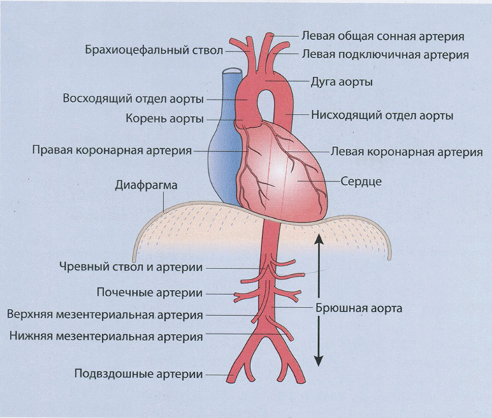 Анатомия аорты Анатомия аорты