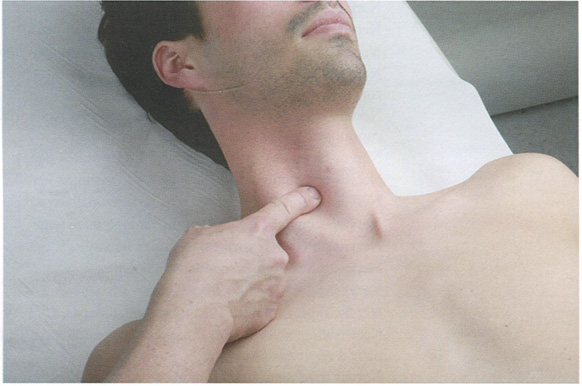  Найдите точку пульсации общей сонной артерии у переднего края грудино-ключично-сосцевидной мышцы