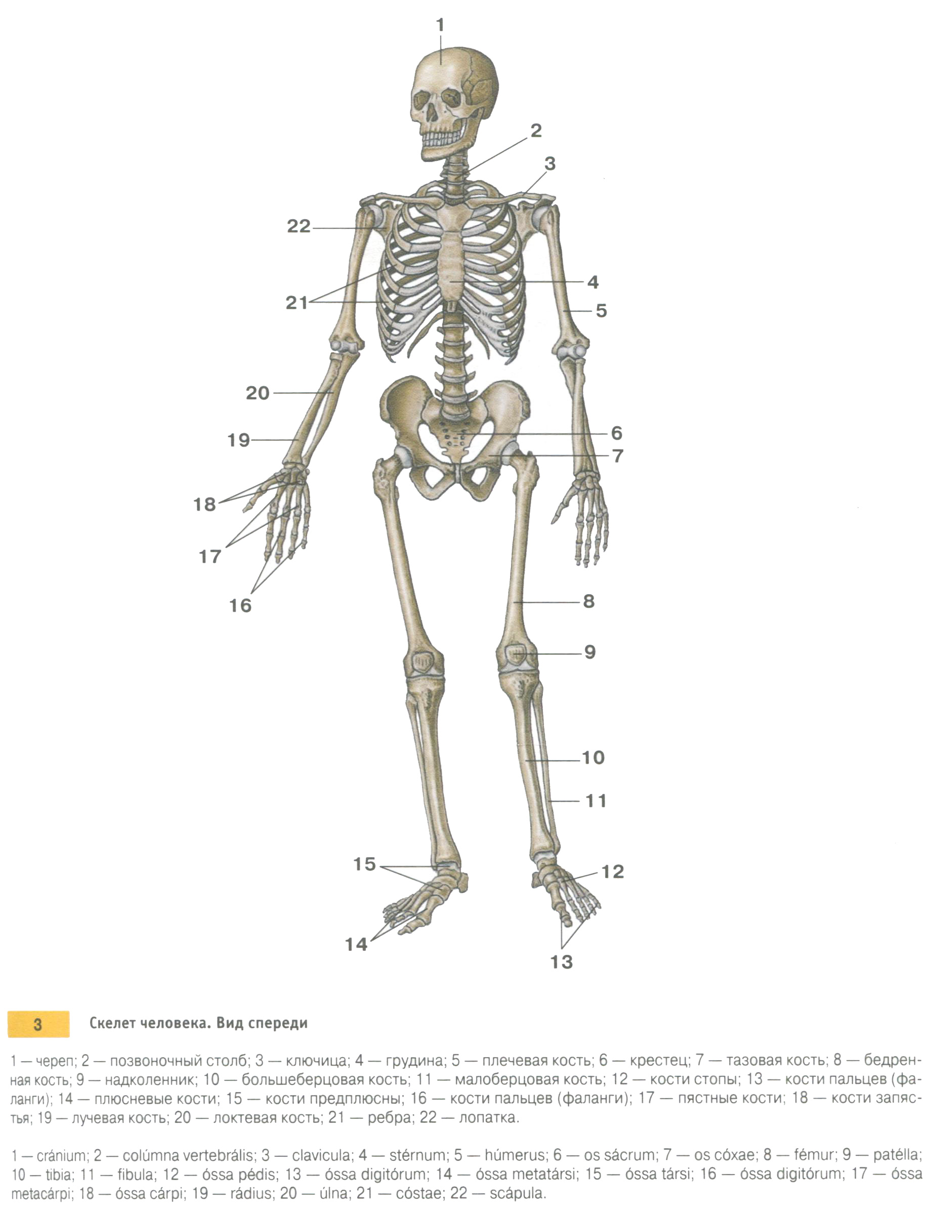 Скелет человека. Вид спереди