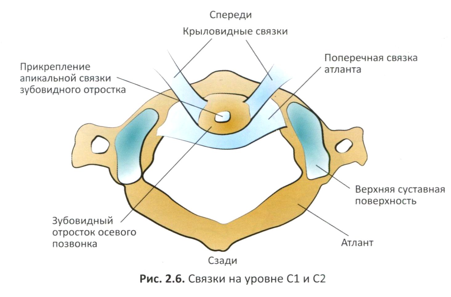 Рис. 2.6. Связки на уровне С1 и С2