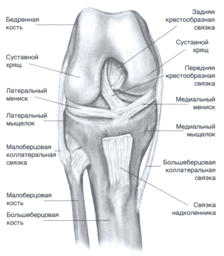 Рис. 2.7. Схематичное строение коленного сустава. Рис. 2.7. Схематичное строение коленного сустава.