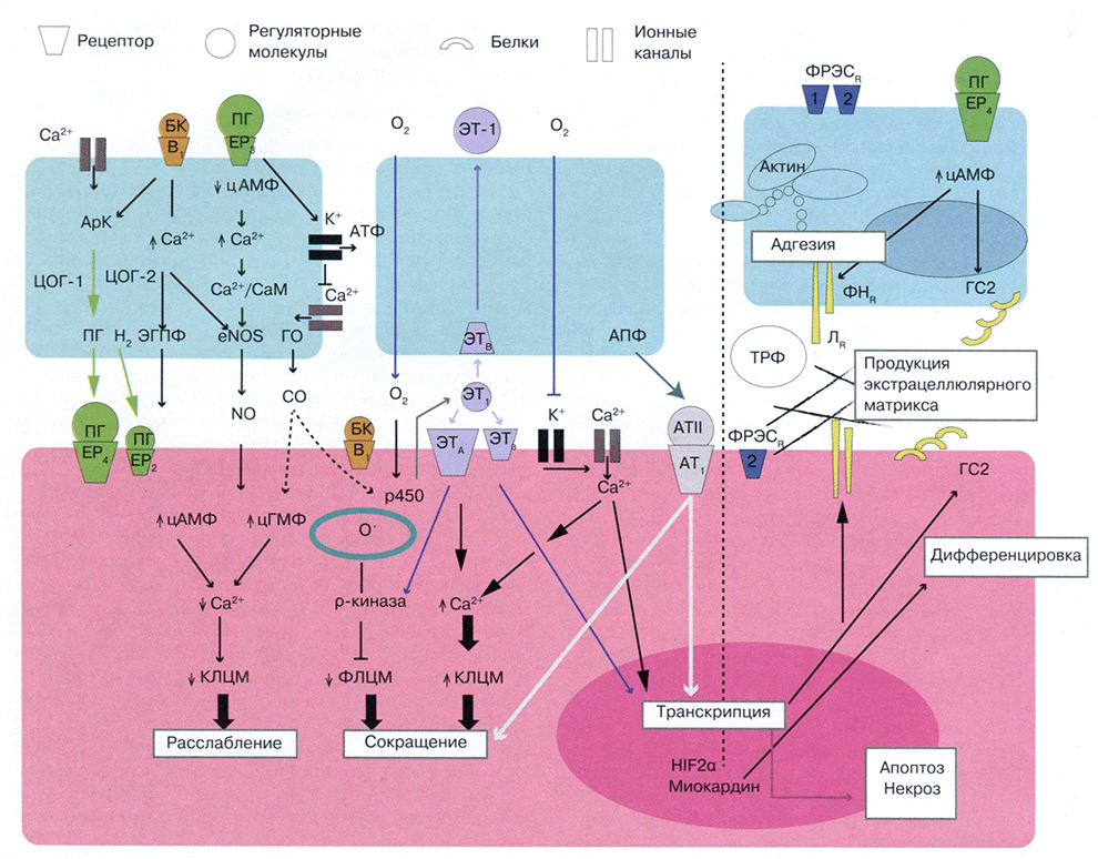 Рис. 2. Регуляция открытого артериального протока у плода и механизмы его функциональной и анатомической окклюзии