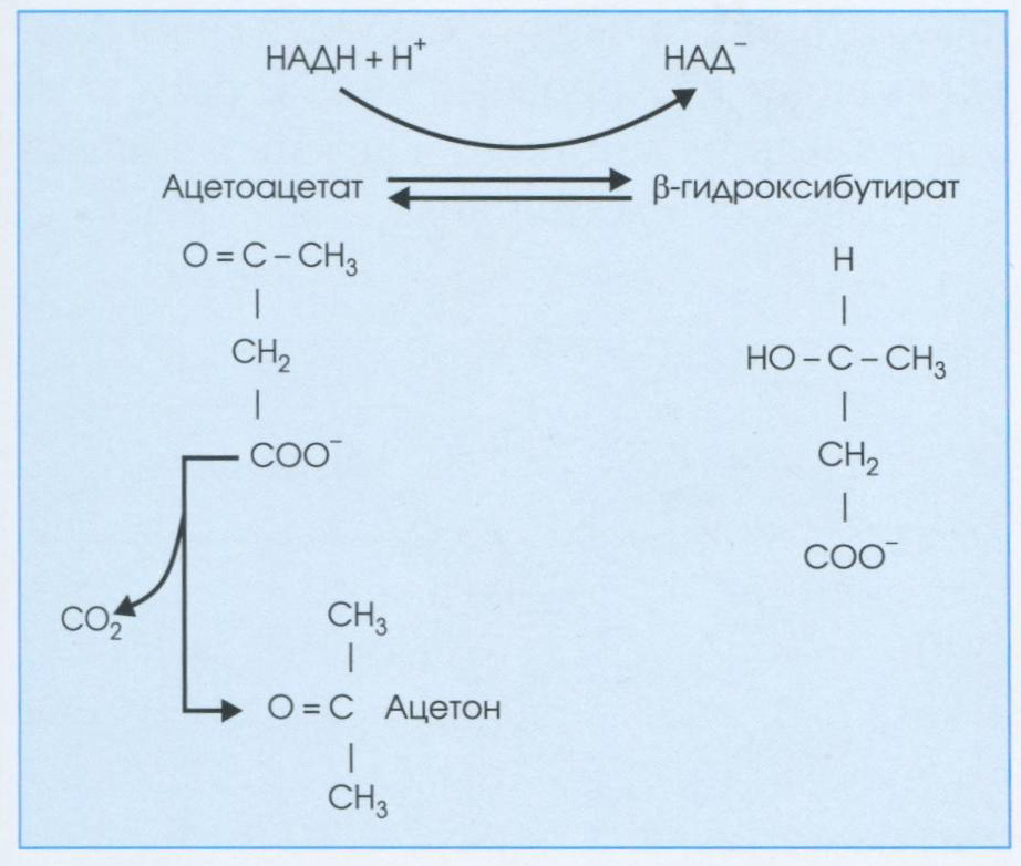 Образование кетоновых тел. Обратимая реакция образования Образование кетоновых тел. Обратимая реакция образования