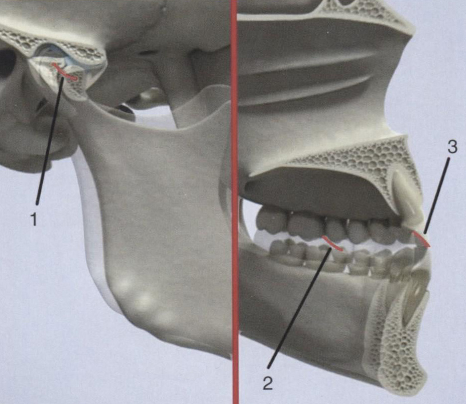  Биомеханика нижней челюсти при движении из центральной окклюзии в переднюю