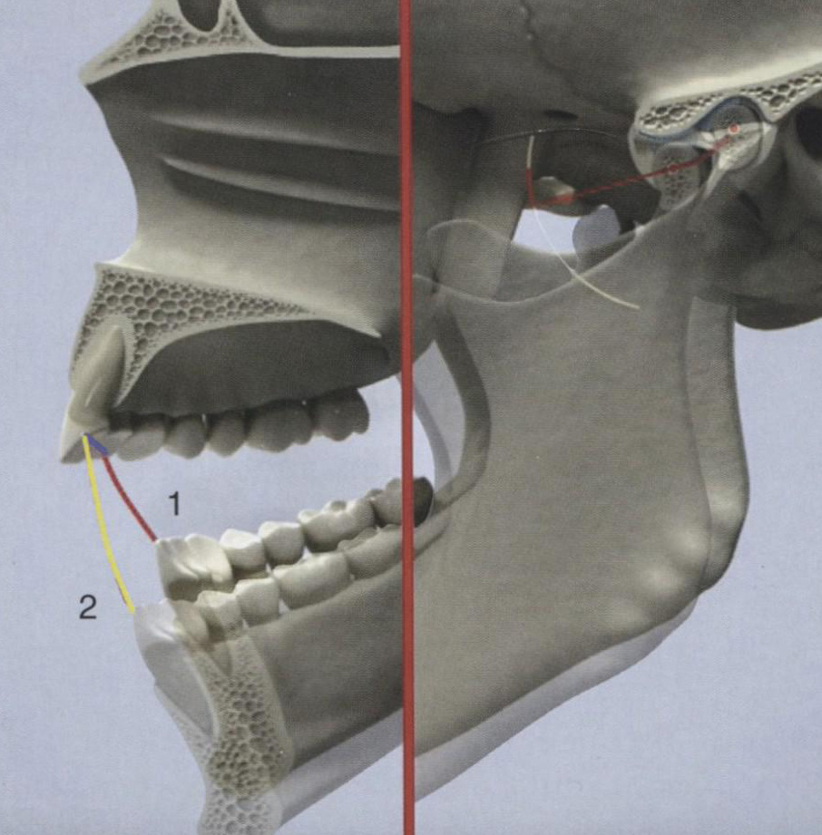 Открывание рта из положения центрального соотношения
