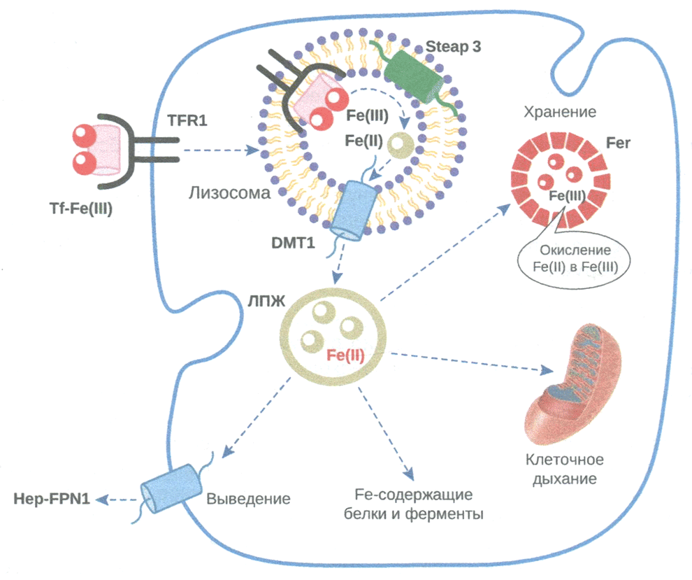  Поступление и распределение железа в клетке